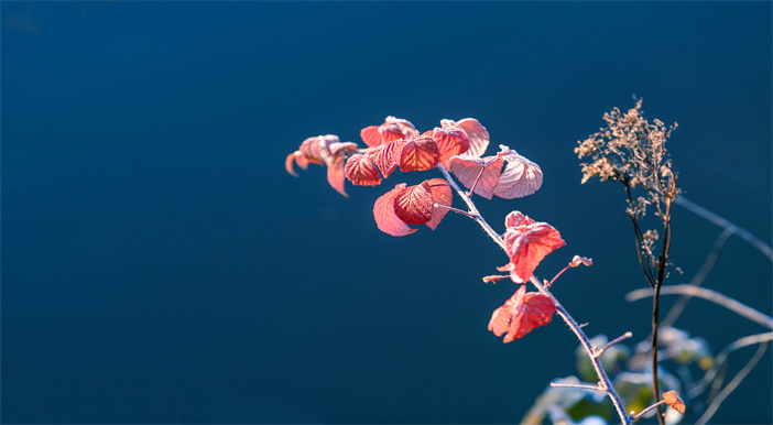 参加葬礼送什么鲜花比较好？