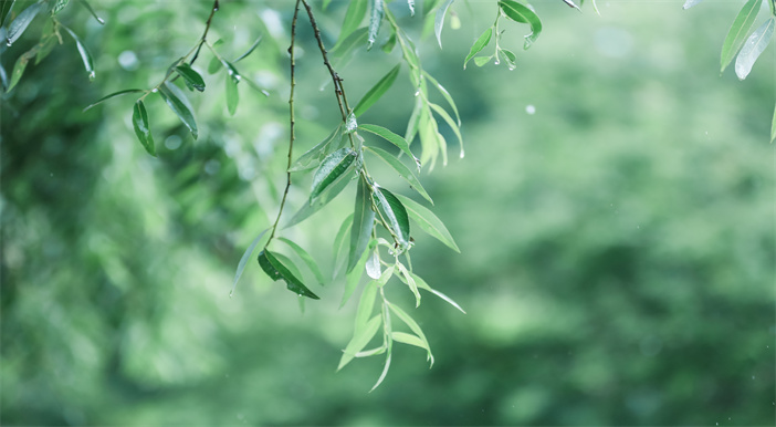 生命晶体：永恒的纪念，无尽的回忆