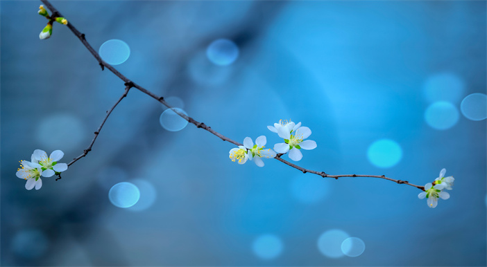 生命晶石葬：开启生命传承的新篇章