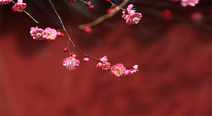 生命晶石：永恒的纪念，独一无二的传承